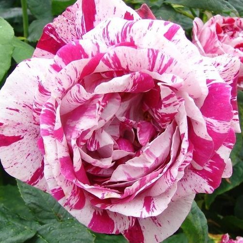 Vendita, rose rose ibridi perenni - bianco-rosso - Rosa Ferdinand Pichard - rosa intensamente profumata - Rémi Tanne - La maggioranza dei nostri clienti preferisce questo tipo di rose. Fiorisce continuamente. Può crescere come un cespuglio o in una pentol